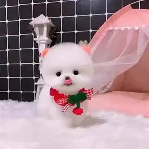 茶杯犬宠物真狗长不大俊介博美幼犬宠物狗活幼体迷你可爱杯子狗狗