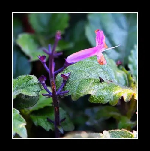 【首发】艾氏香茶菜