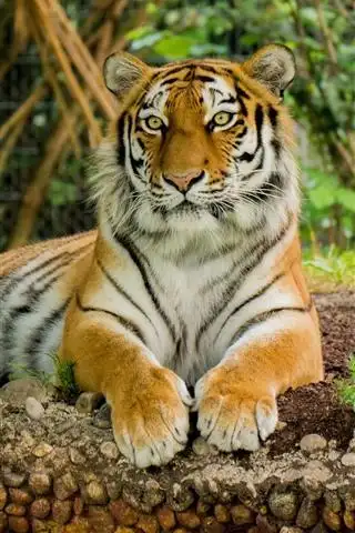 老虎休息,正视图,背景虚化