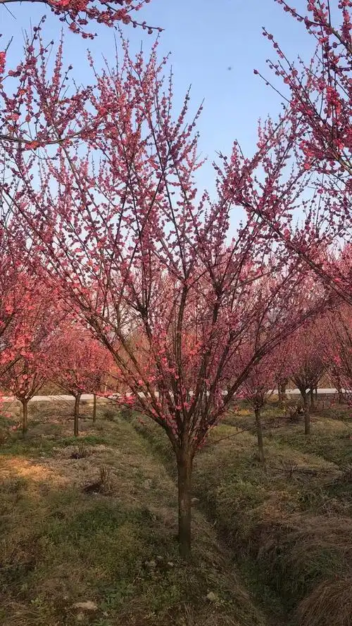 琳曦园林 原生红梅 低分枝 公园庭院景观落叶乔木