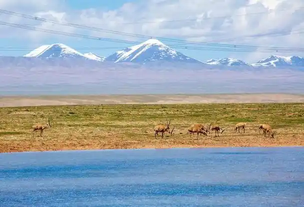 可可西里无人区,位于中国青海省西部,是世界上最大的野生动物保护区之
