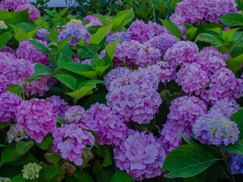 下载壁纸 1600x1200 绣球花盛开,春天 桌面背景