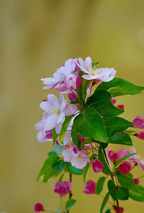 海棠花溪花盛开,清明时节寄情怀;期盼疫情早离开,绚丽多彩春常在