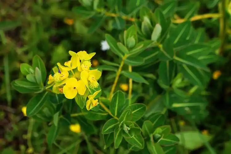 云南之旅——狼毒花