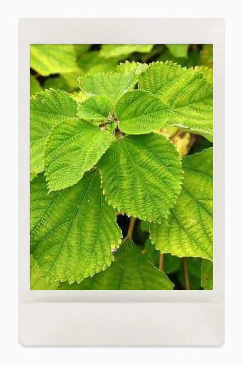 百草普及-苎麻.农村常见的野草,狗狗晕车了会直接吃的#你的家 - 抖音