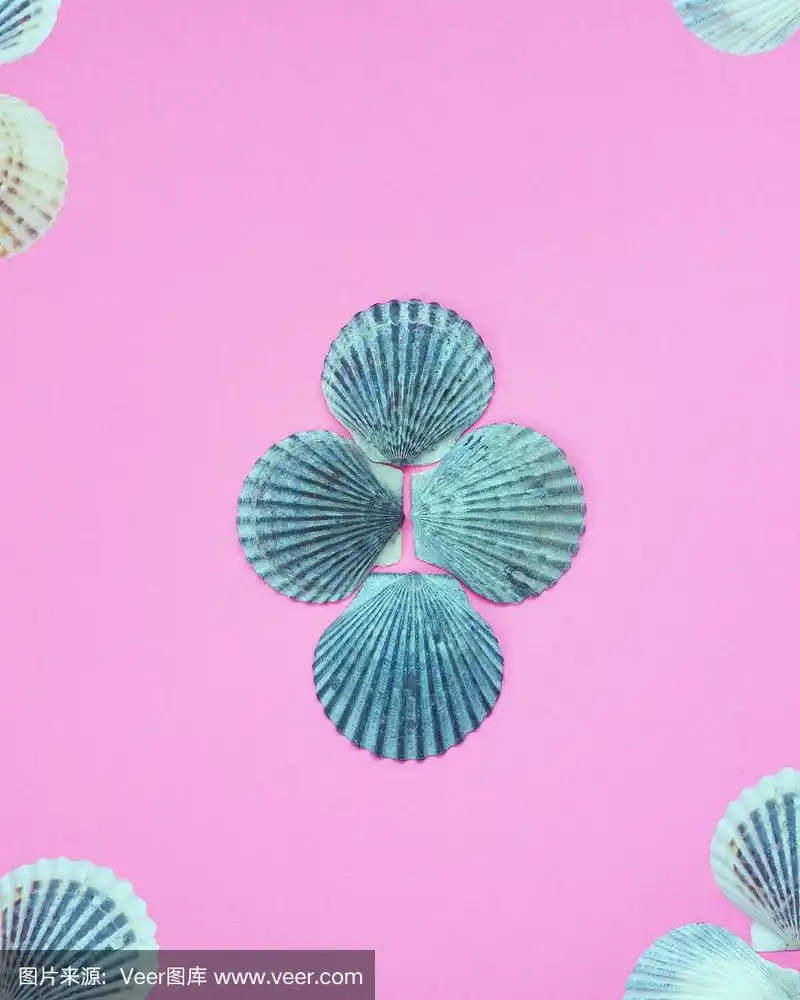 孤立在粉红色背景上的扇贝