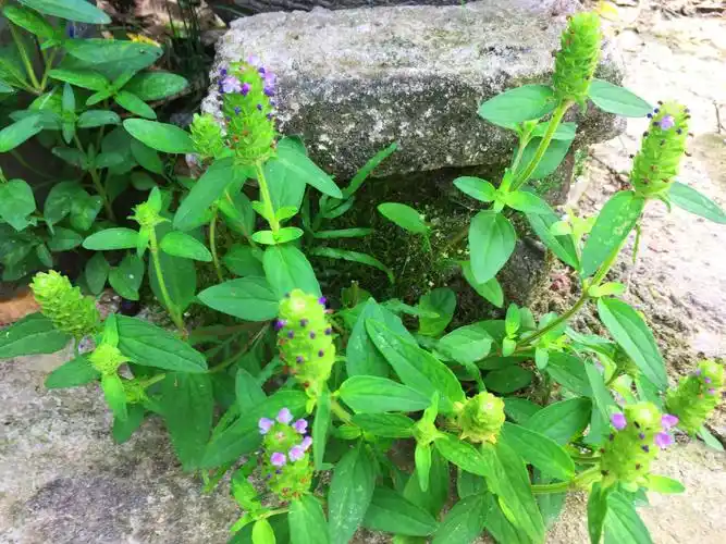 农村一种塔形野草,被称为"九重楼",有人卖25元一斤靠它发财