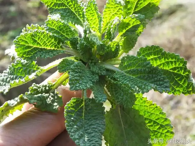 癞蛤蟆草外观看来皱皮多入药清热解毒治咳嗽肾炎