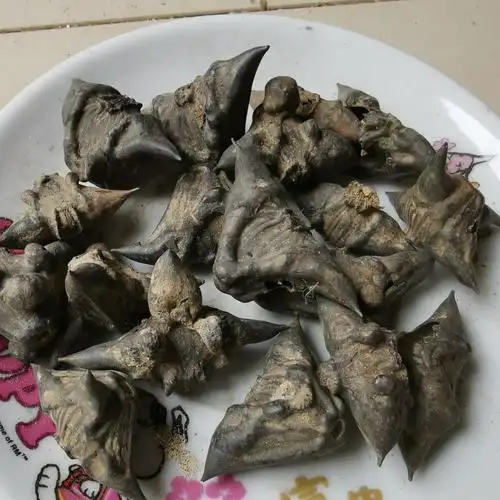 大货供应 四角菱 菱角 马甲子 雄虎刺 铁菱角白棘量大从优