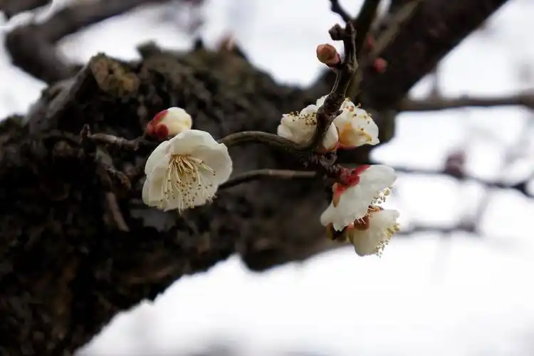 其它 龙游梅,一树独先天下春 写美篇梅花的花期一般在早春2月,"俏也不