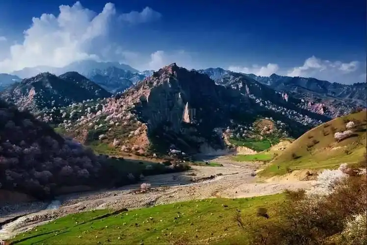 伊犁_樱桃_野果