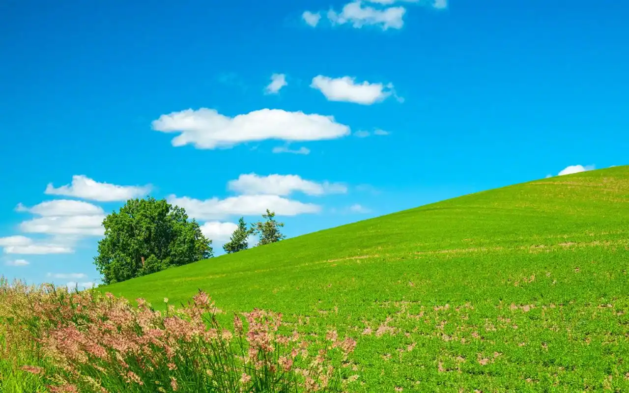 高清护眼绿色草原图片桌面壁纸-风景壁纸-手机壁纸下载-美桌网