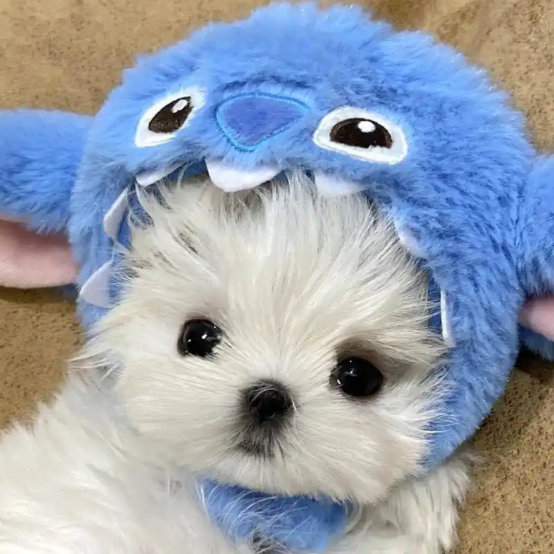 狗狗情侣头像  大家喜欢的墨镜9815小狗