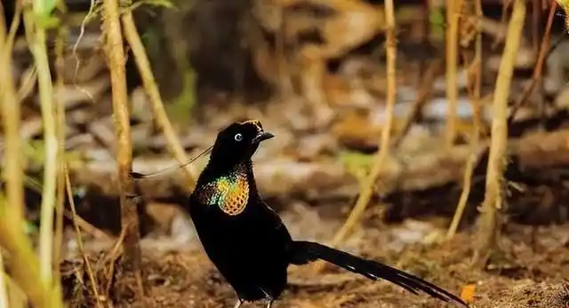 为什么说阿法六线风鸟求偶最难?看看它求偶的过程就明白了