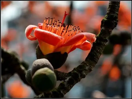 木棉花五片拥有强劲曲线的花瓣,包围一束绵密的黄色花蕊,收束于紧实