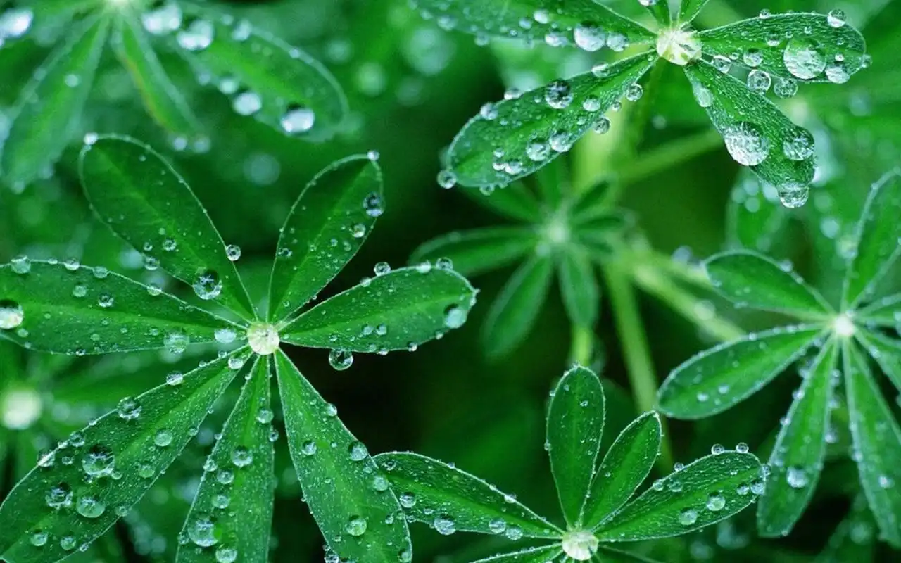 绿色风景护眼桌面壁纸高清大图预览1920×1200_风景壁纸下载_美桌网