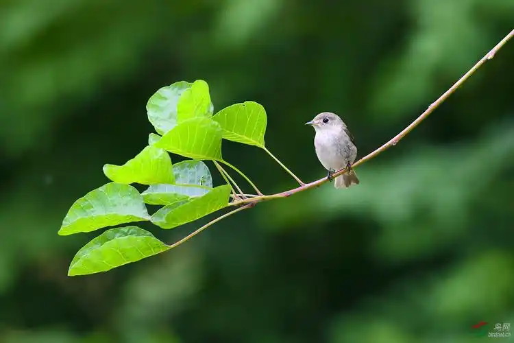 小树枝上的小鸟