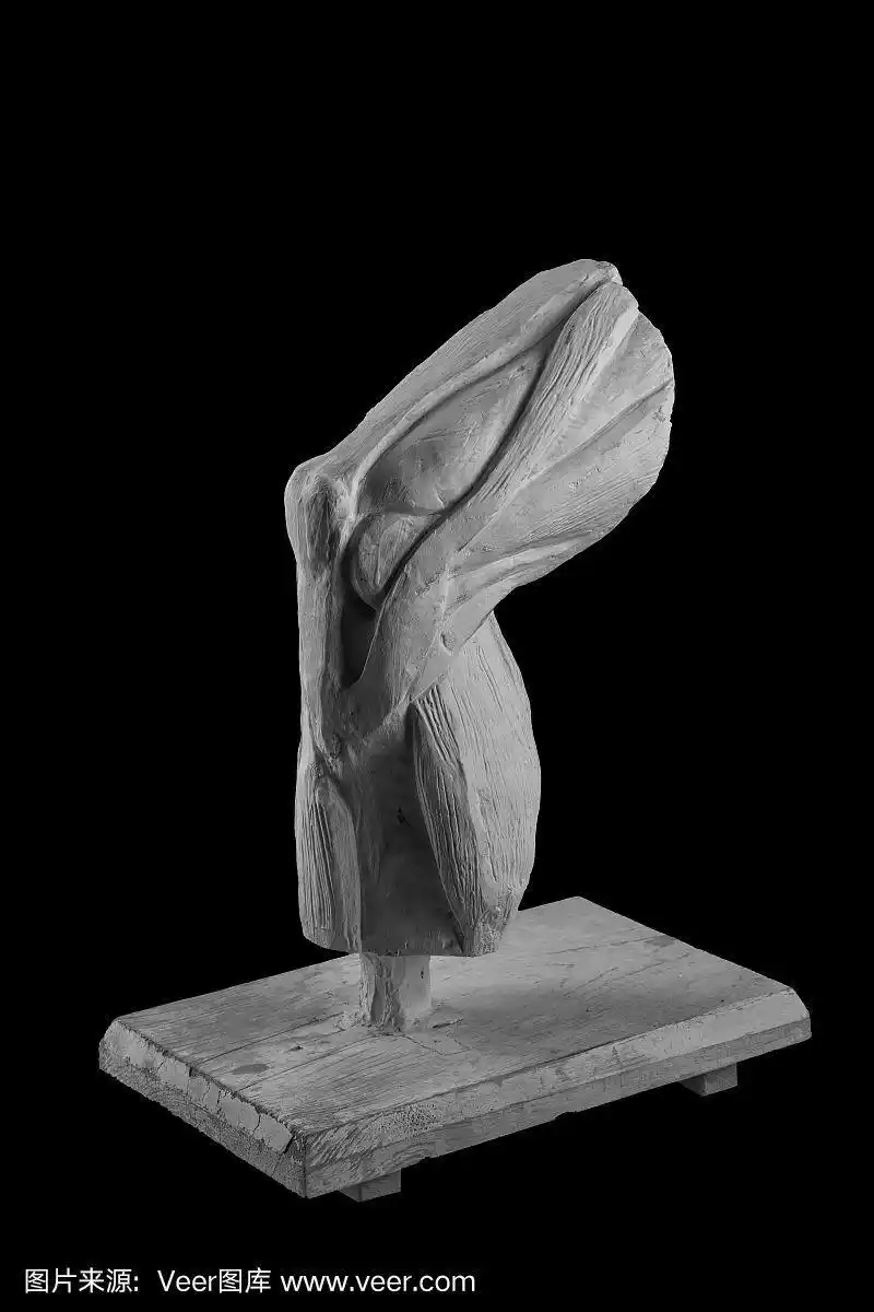 一个有着解剖性腿部肌肉的人的石膏雕像.