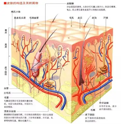 皮肤的构造naha芳疗师认证考试