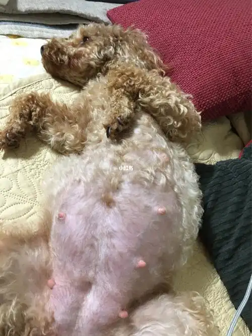 今天我家狗狗怀孕62天,为了待产,上班请假了,好像还没动静,一直在睡觉