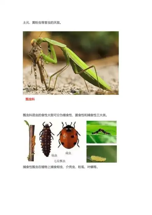 常见天敌昆虫大全浅析.doc