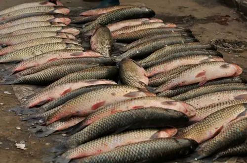 【实拍】杀鱼 - 杨孝文 - 杨孝文的博客