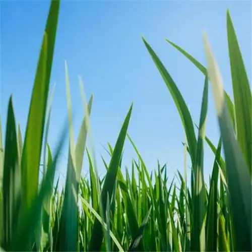 清新风景静物头像