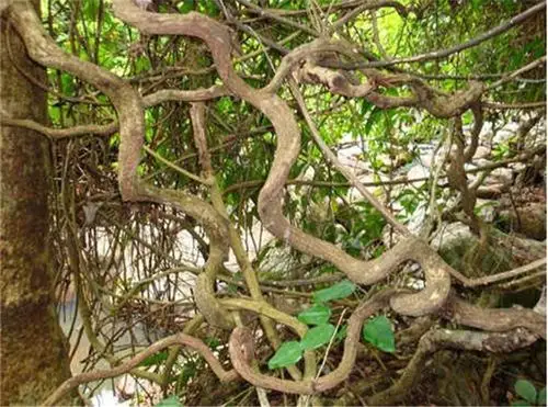 过江龙藤山藤灵芝藤软装造型藤 虫鸟栖息 枯藤 树藤 造型藤