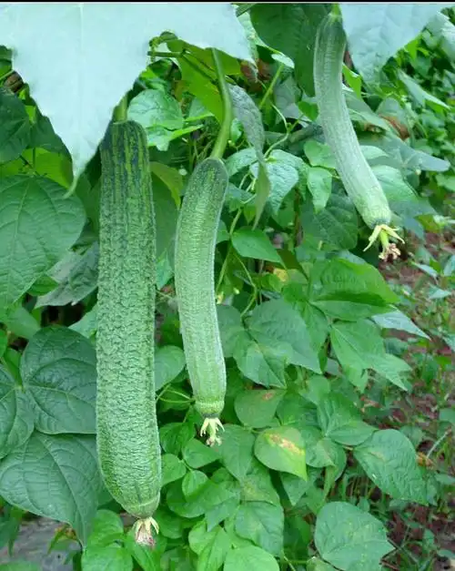 潮阳食材配送关于丝瓜的营养价值有哪些?的图片