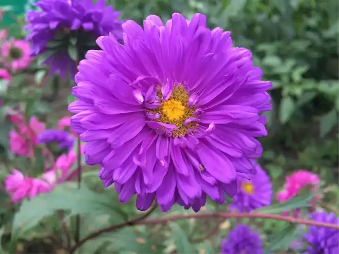 风景如画,美丽的鲜花盛开在小区的花坛里,个个都争芳斗艳似的好漂亮