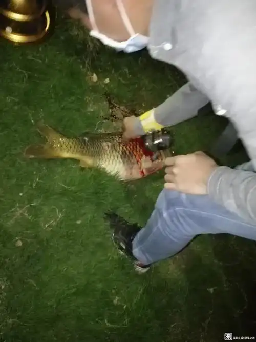 布吉河三角洲公园步道惊现群体聚集夜间弹弓射鱼!