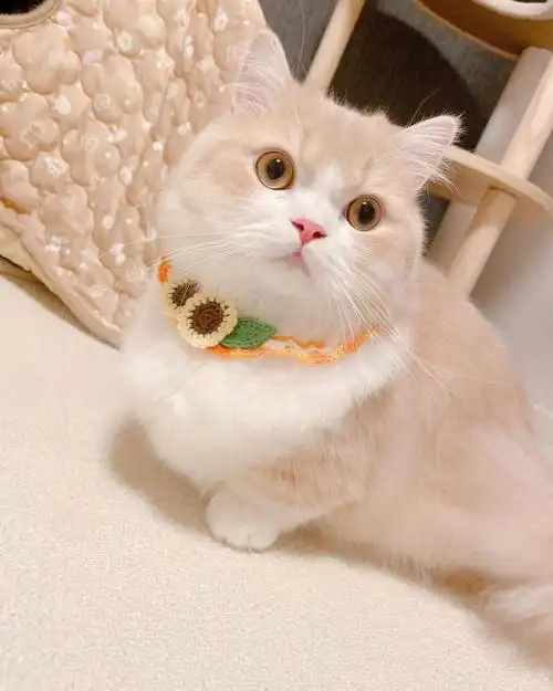 英短乳白矮脚猫的呆萌瞬间软萌到心里去了