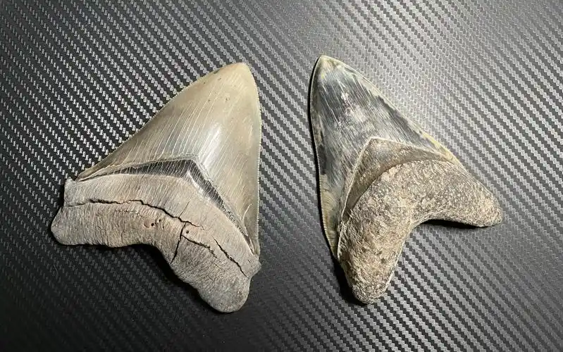 巨齿鲨牙齿化石收藏2——上颌牙与下颌牙
