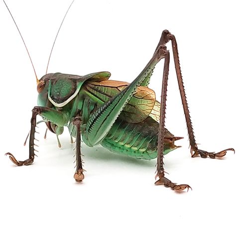 蝈蝈 活鸣虫新脱蝈蝈活体山东精品铁皮山青翡翠绿冬蝈蝈宠物昆虫 山青