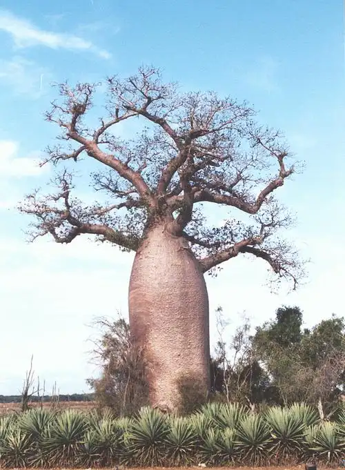 组图: 世界上最粗的树——猴面包树