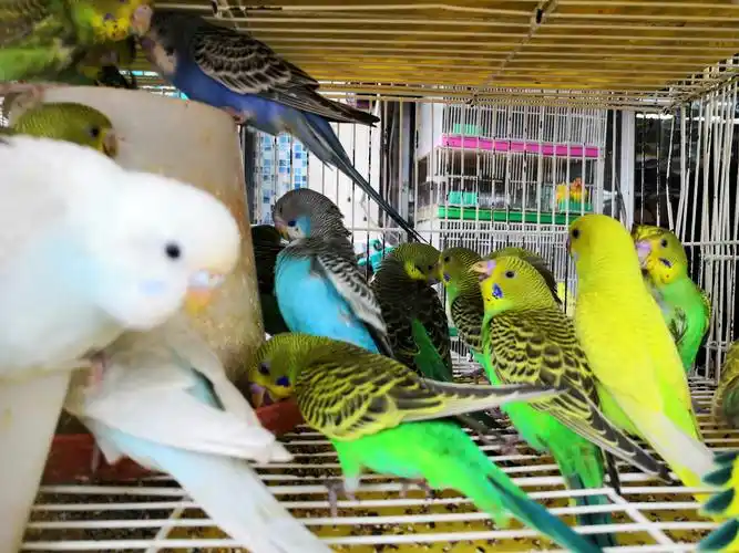 温州花鸟市场 黄兴龙 诗/摄