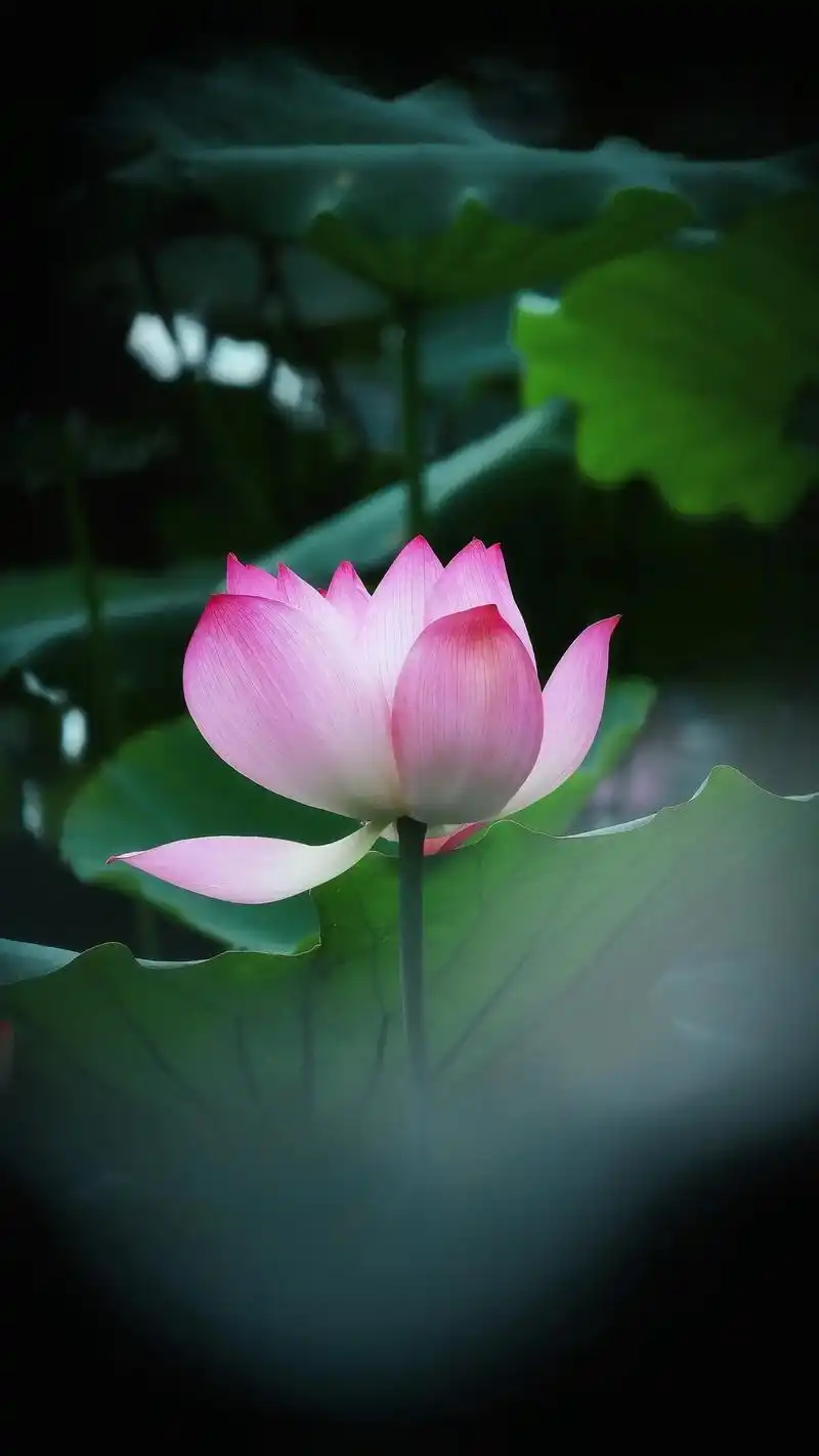 壁纸 花 桌面 1440_2560 竖版 竖屏 手机