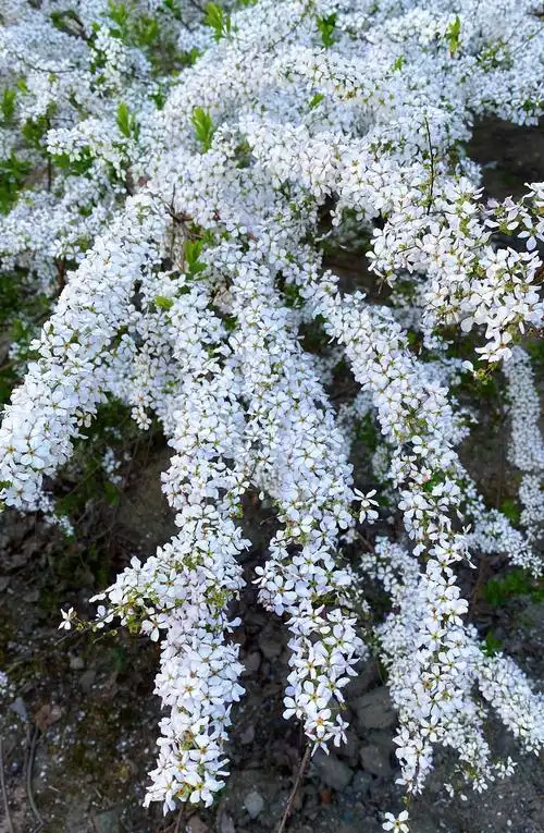 辰山植物园喷雪花随风而舞清新飘逸_上海花讯_上海市绿化和市容管理局