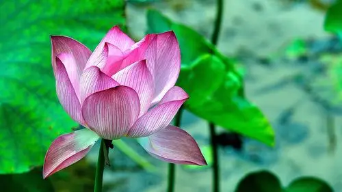 清新淡雅的荷花高清宽屏壁纸