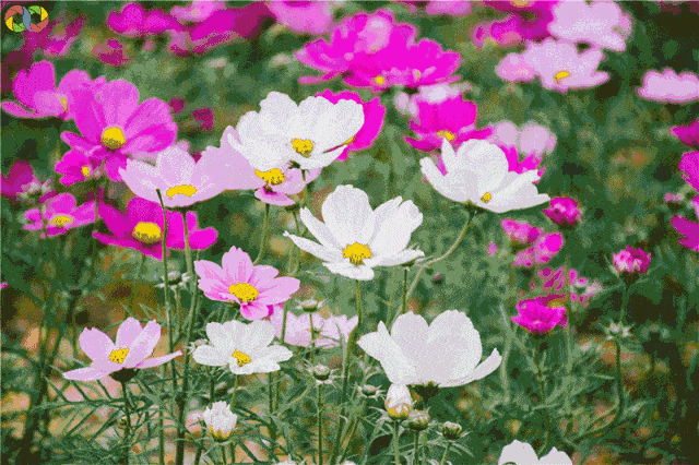 640_426gif 动态图 动图