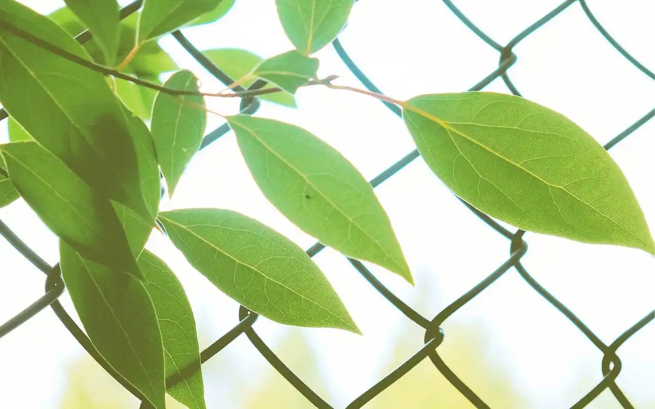 绿色护眼小清新花卉植物图片桌面壁纸