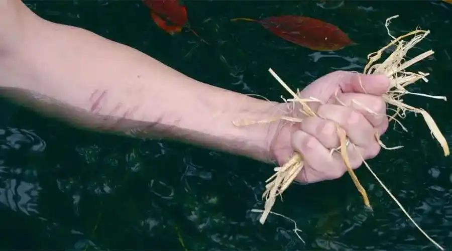 language cafe:抓救命稻草