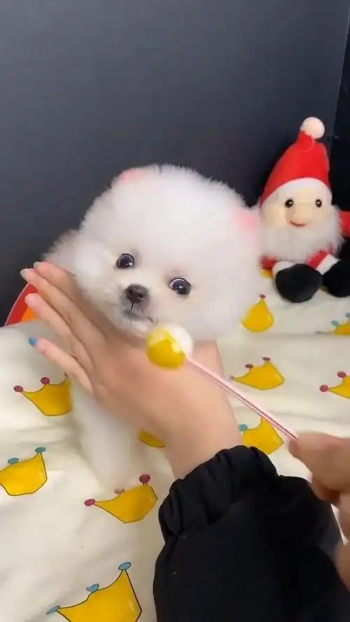 爱吃糖的可爱狗狗,小家伙看起来非常的呆萌