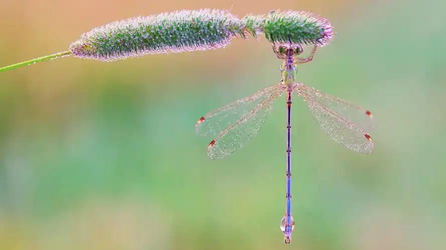 唯美蜻蜓壁纸