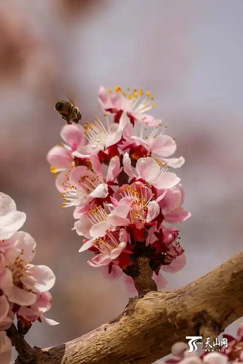 3月21日中午,皮山县科克铁热克乡,一只蜜蜂正在一簇盛开的杏花枝头采