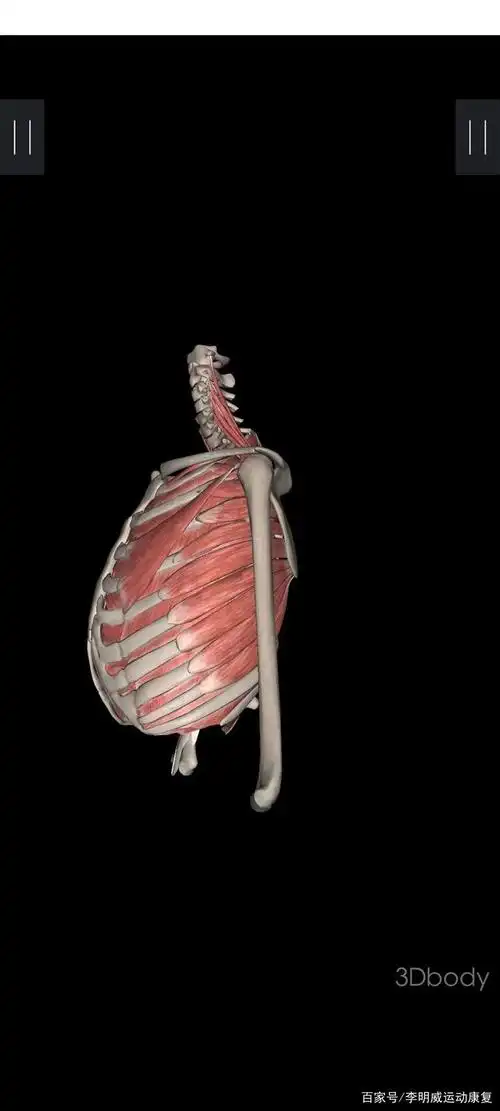 前锯肌触发点引起的症状