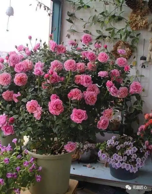 晚秋初冬,灌木月季这样养护就对了!