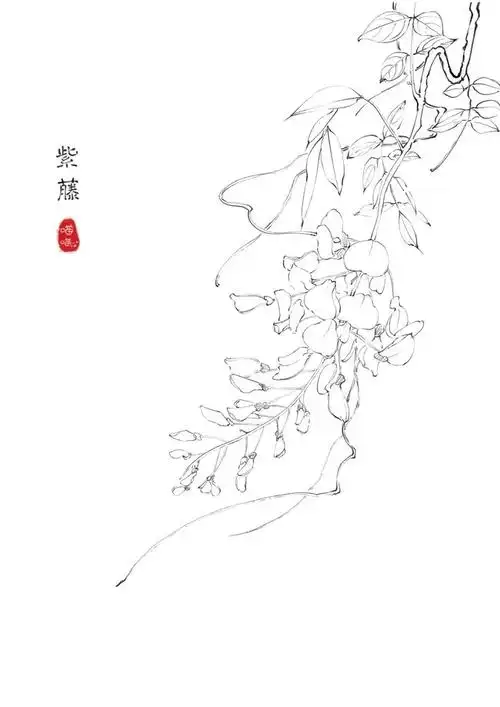 【古风】紫藤-速写百花系列"原创白描植物线稿… - 半次元 - acg爱好