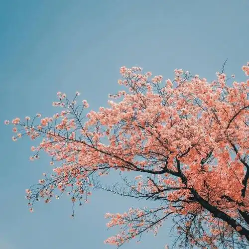 粉色杏花_好看的微信头像图片_扣扣居