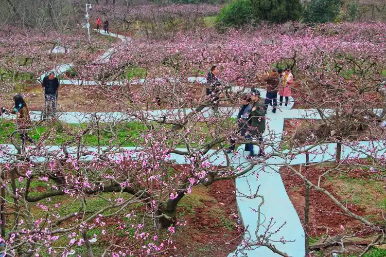 游桃花故里